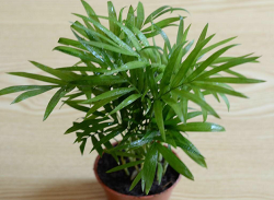 袖珍椰子樹(shù)